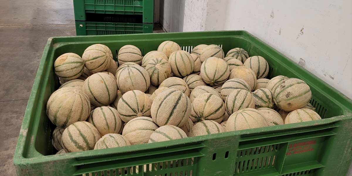 Meloni Cantalupo, a Licata la mattanza dei prezzi